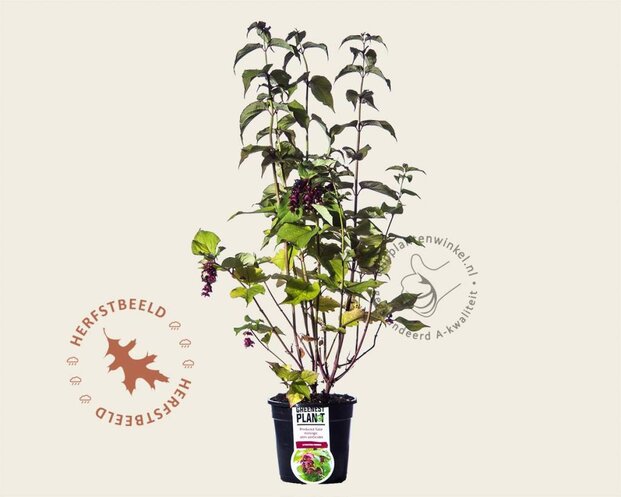 Leycesteria formosa