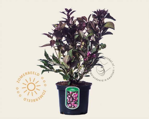 Weigela 'Naomi Campbell'