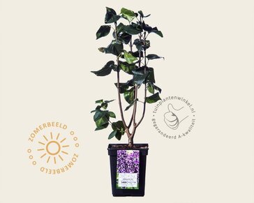 Syringa vulgaris 'Sensation'