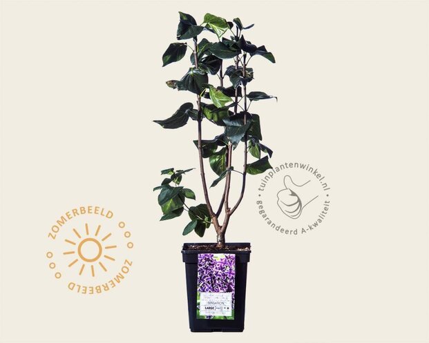 Syringa vulgaris 'Sensation'