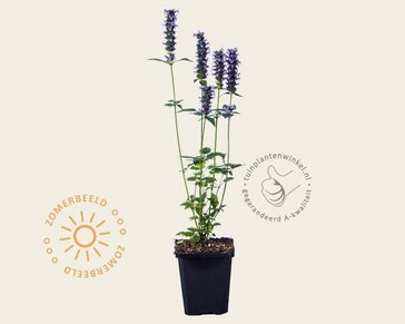 Agastache 'Black Adder'