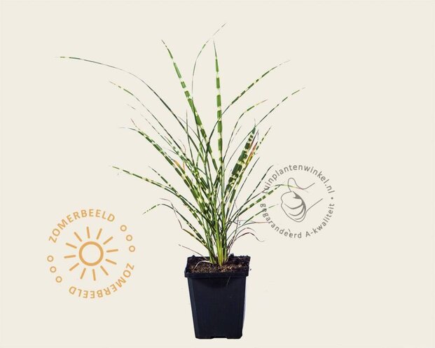 Miscanthus sinensis 'Zebrinus'