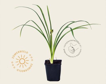 Hemerocallis 'Stella d'Oro'