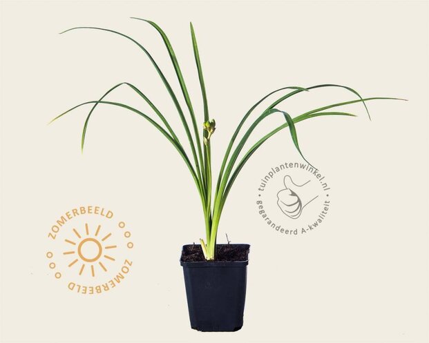 Hemerocallis 'Stella d'Oro'