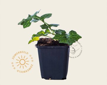 Acanthus mollis