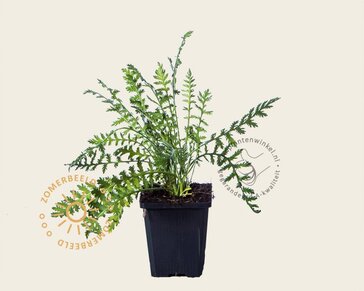 Achillea filipendulina 'Cloth of Gold'