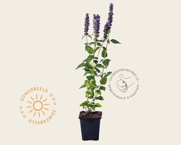 Agastache 'Blue Fortune'