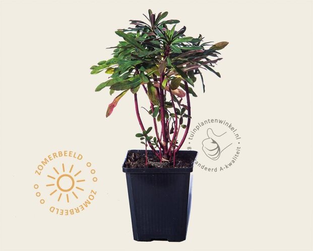 Euphorbia amygdaloides 'Purpurea'