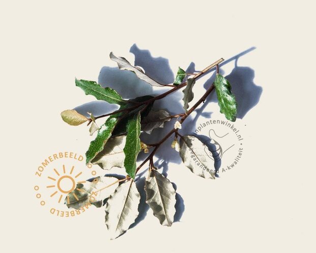 Elaeagnus ebbingei