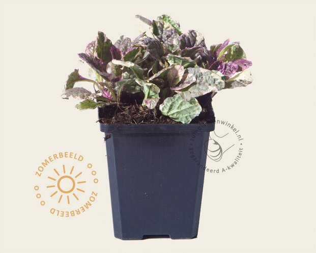 Ajuga reptans 'Burgundy Glow'