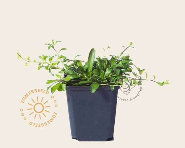Arabis procurrens