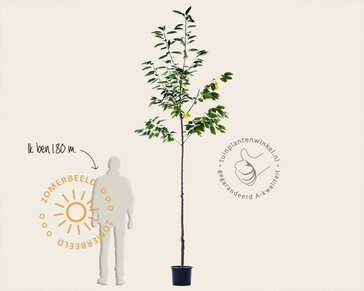 Prunus avium 'Mierlose Zwarte' - hoogstam