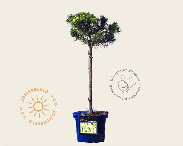 Pinus mugo 'Winter Gold' - 40 cm stam