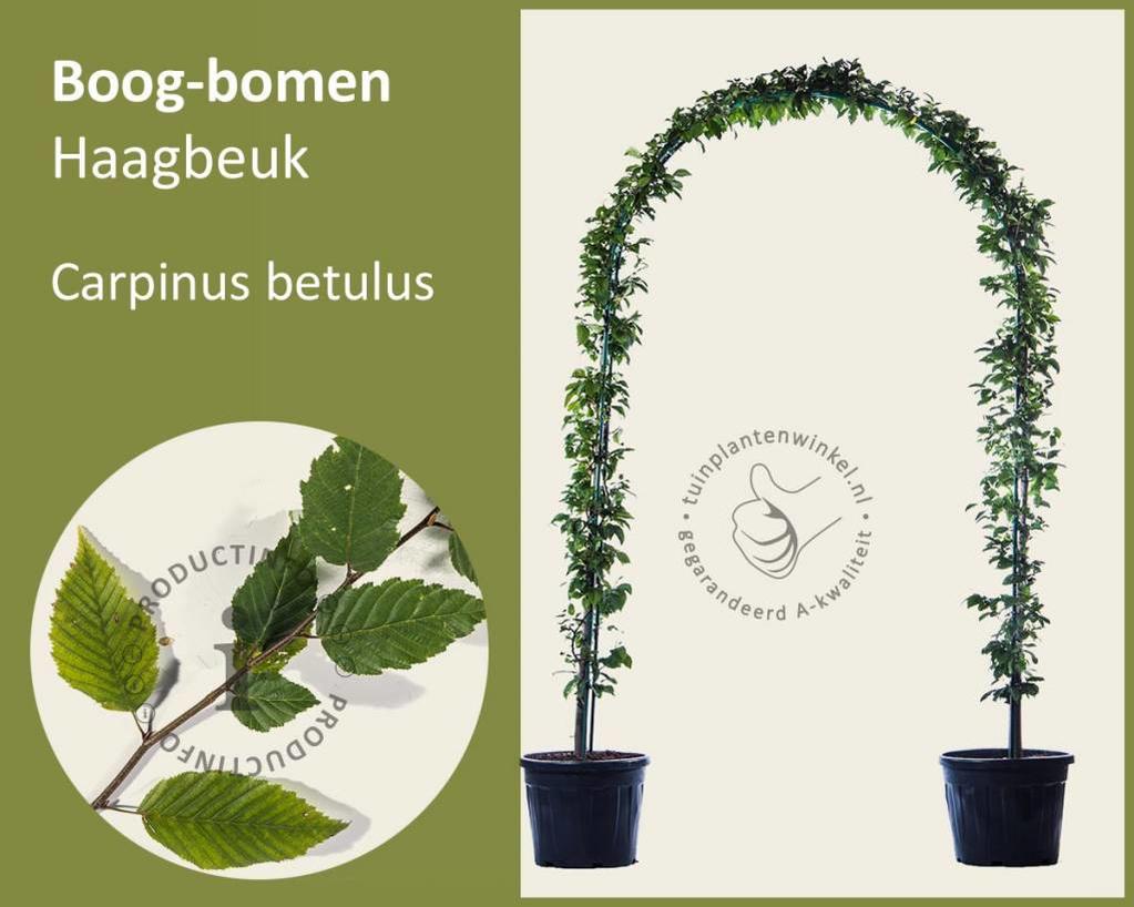 Carpinus betulus - Boogvorm - set