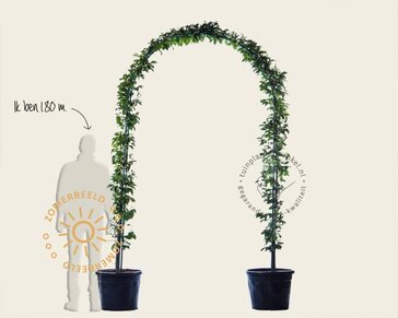 Carpinus betulus - Boogvorm set