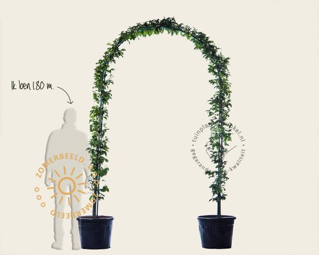 Carpinus betulus - Boogvorm set