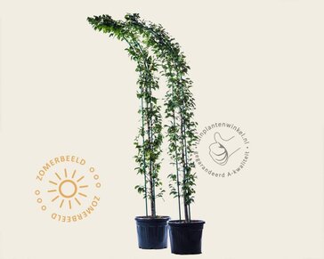 Carpinus betulus - Boogvorm set