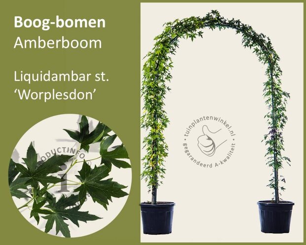 Liquidambar styraciflua 'Worplesdon' - Boogvorm set