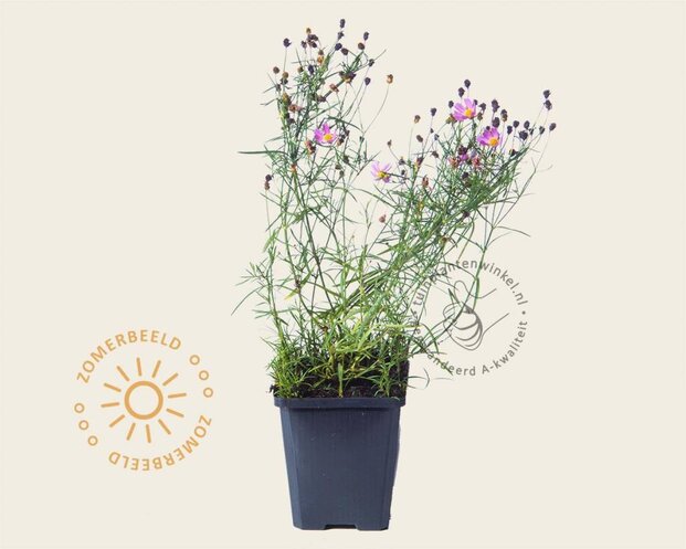 Coreopsis rosea 'American Dream'