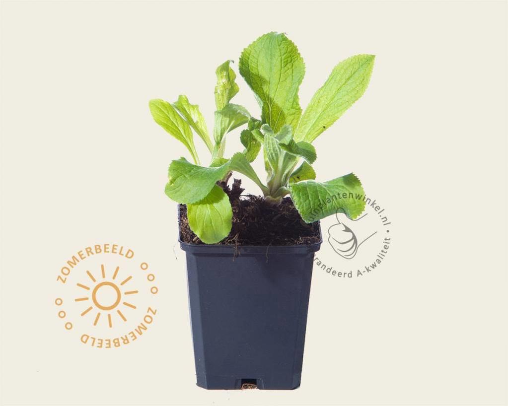 Digitalis mertonensis kopen Vingerhoedskruid