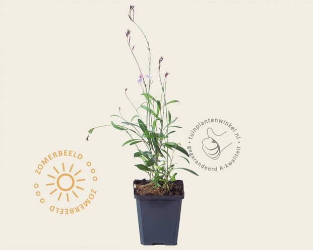 Gaura lindheimeri 'Siskiyou Pink'