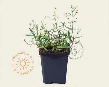 Gypsophila repens 'Alba'