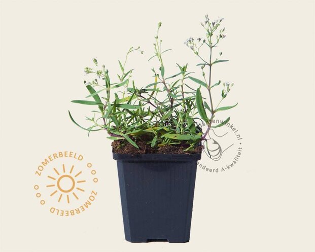 Gypsophila repens 'Alba'