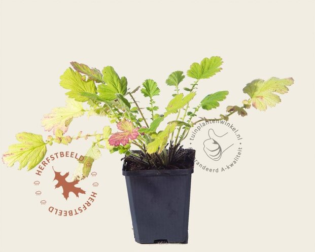 Geum chiloense 'Lady Stratheden'