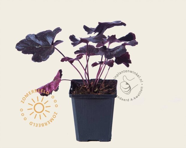 Heuchera 'Obsidian'