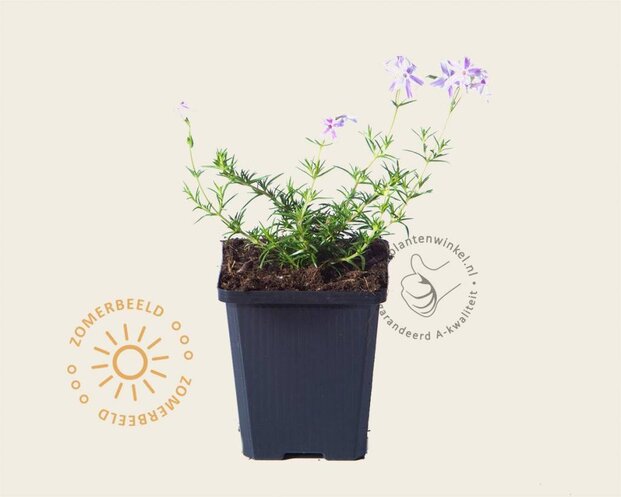 Phlox subulata 'Candystripes'