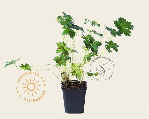 Geranium oxonianum 'Claridge Druce'