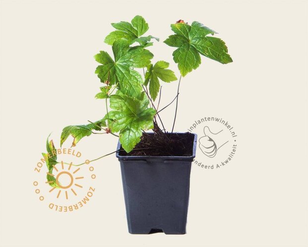 Geranium nodosum