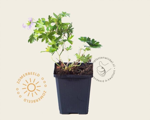Geranium sanguineum var striatum