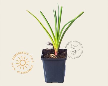 Kniphofia 'Alcazar'