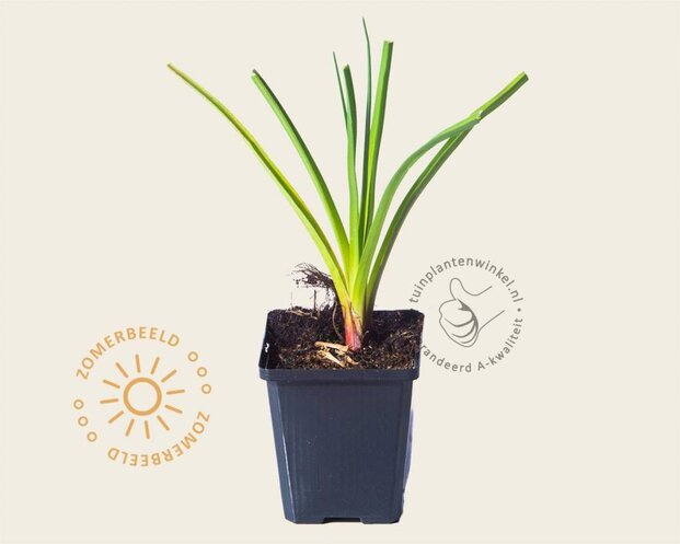 Kniphofia 'Alcazar'