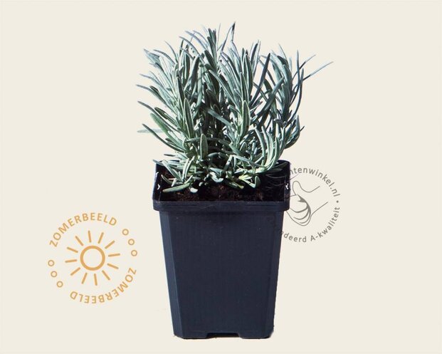 Lavandula angustifolia 'Edelweiss'