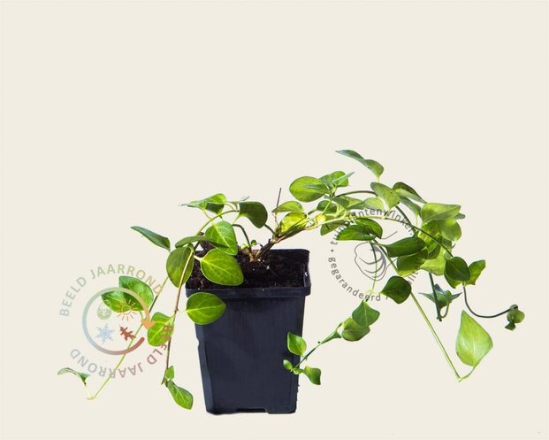 Vinca major