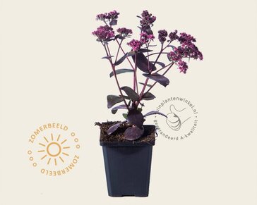Sedum 'José Aubergine'