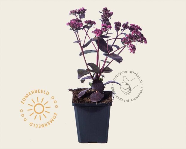 Sedum 'José Aubergine'