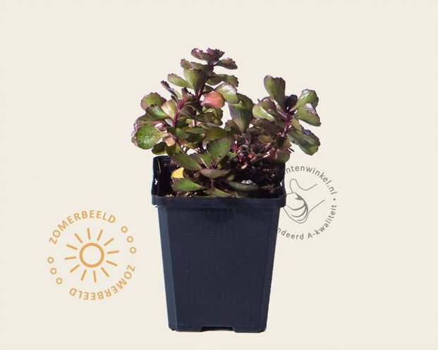 Sedum spurium 'Fuldaglut'