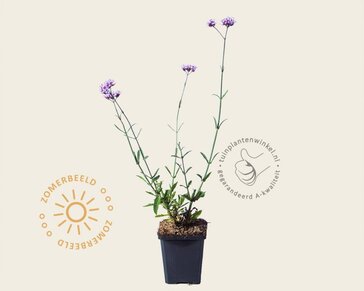 Verbena bonariensis 'Lollipop'