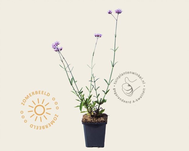 Verbena bonariensis 'Lollipop'