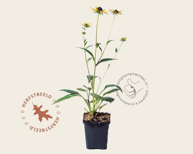 Rudbeckia fulgida 'Little Goldstar'