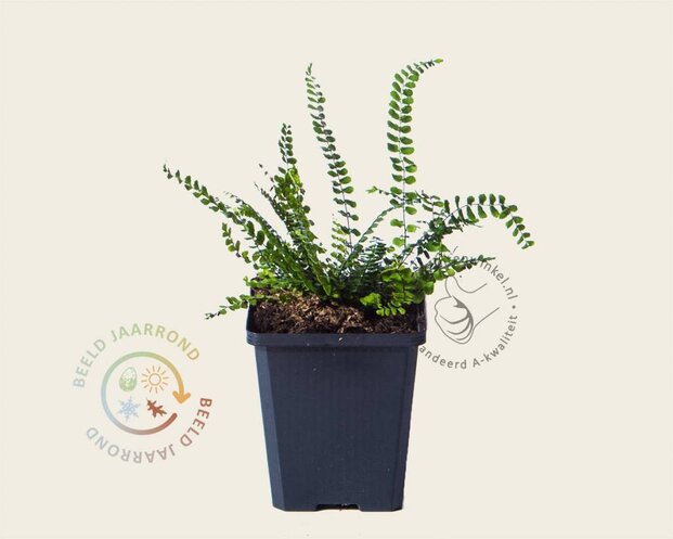 Asplenium trichomanes