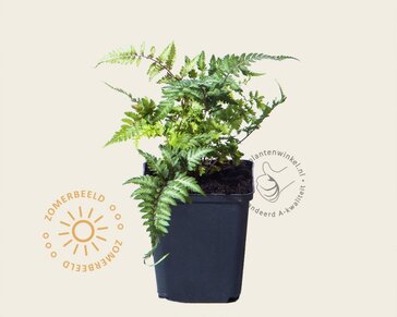Athyrium niponicum 'Pictum'
