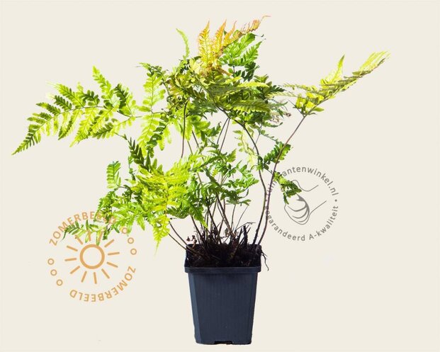 Dryopteris erythrosora