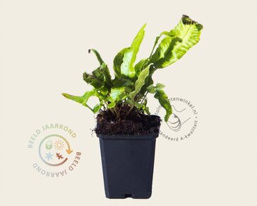 Asplenium scolopendrium