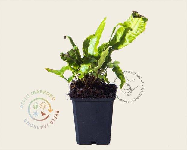 Asplenium scolopendrium