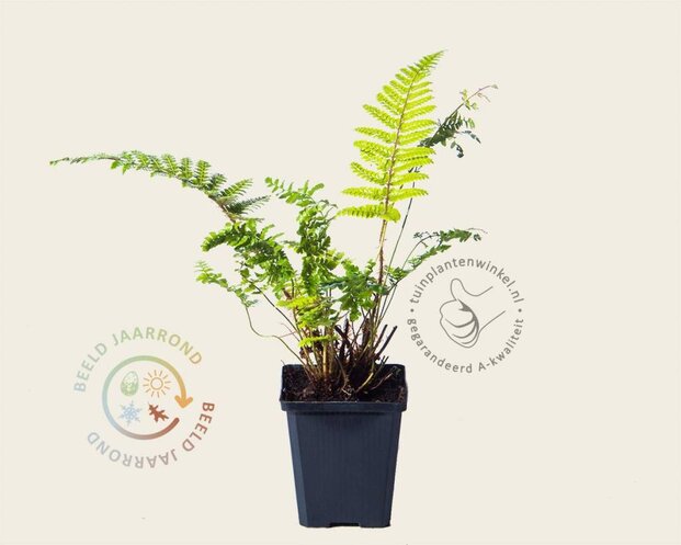 Polystichum polyblepharum