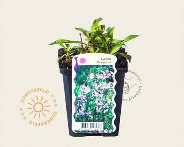 Lychnis flos-cuculi